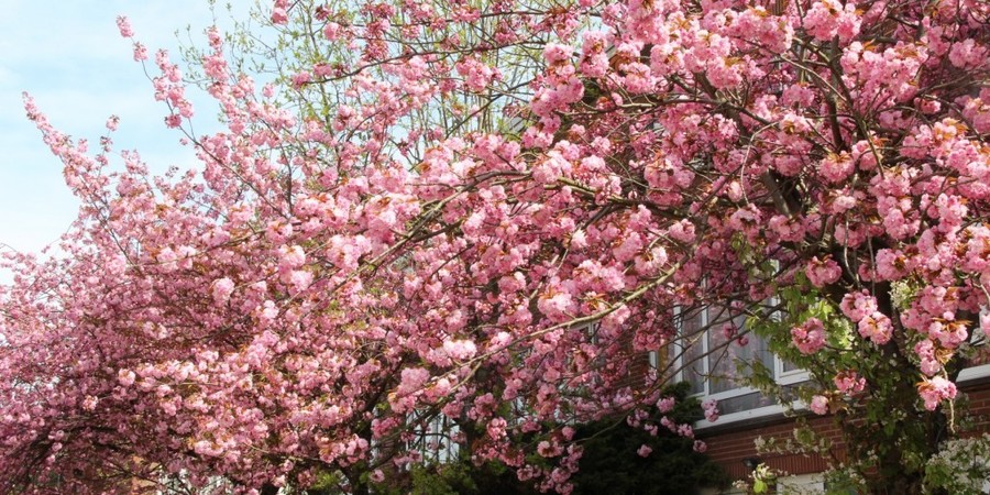 Aangenaam straatbeeld doorat er meerdere buren een boom van dezelfde soort hebben staan (Prunus Serrulata ‘Kanzan’).